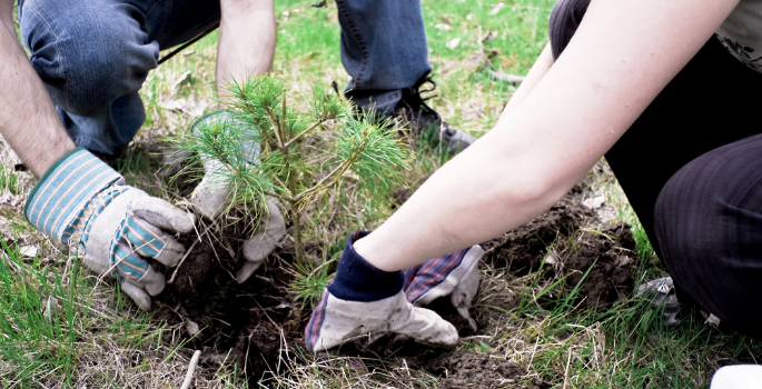 hands shown planting a small pine tree
